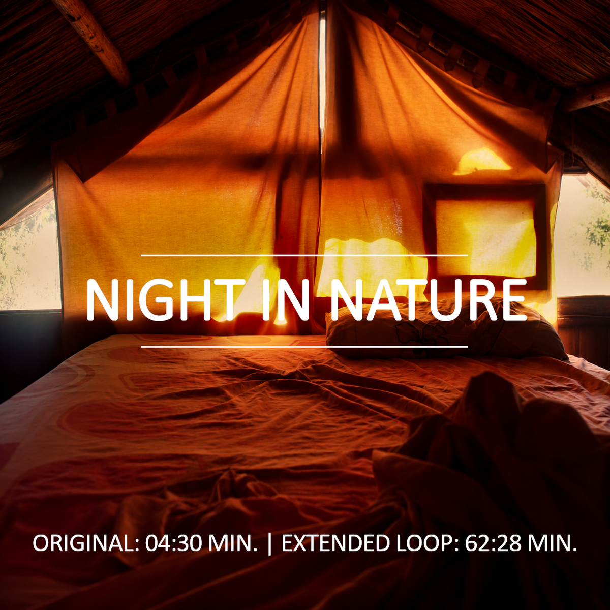 Night in Nature