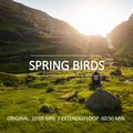 Spring Birds