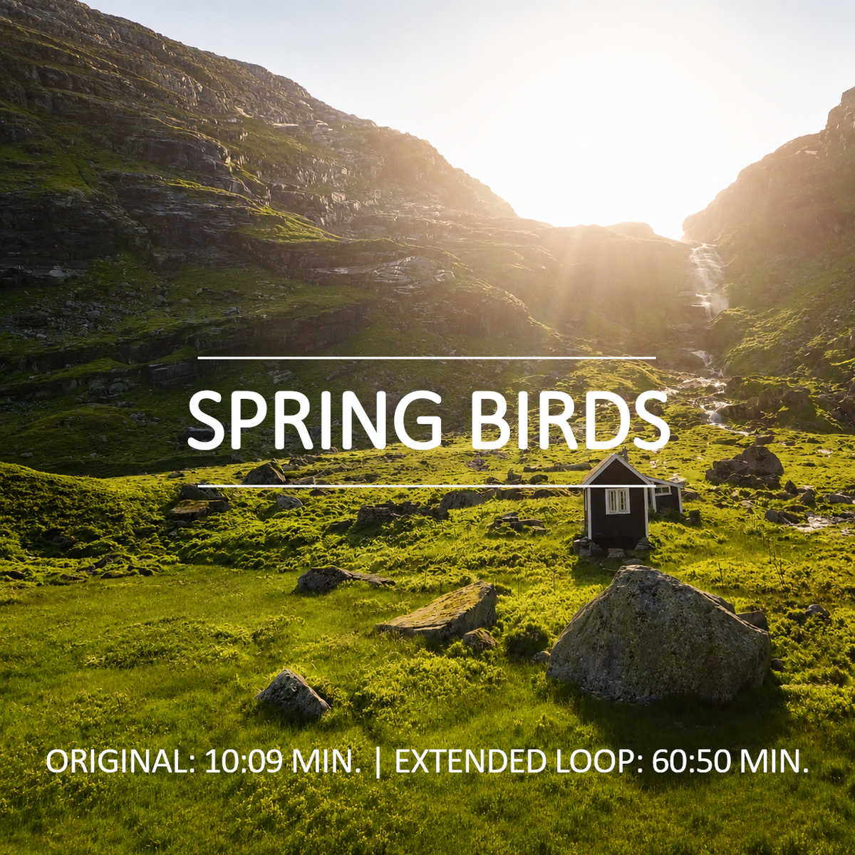 Spring Birds